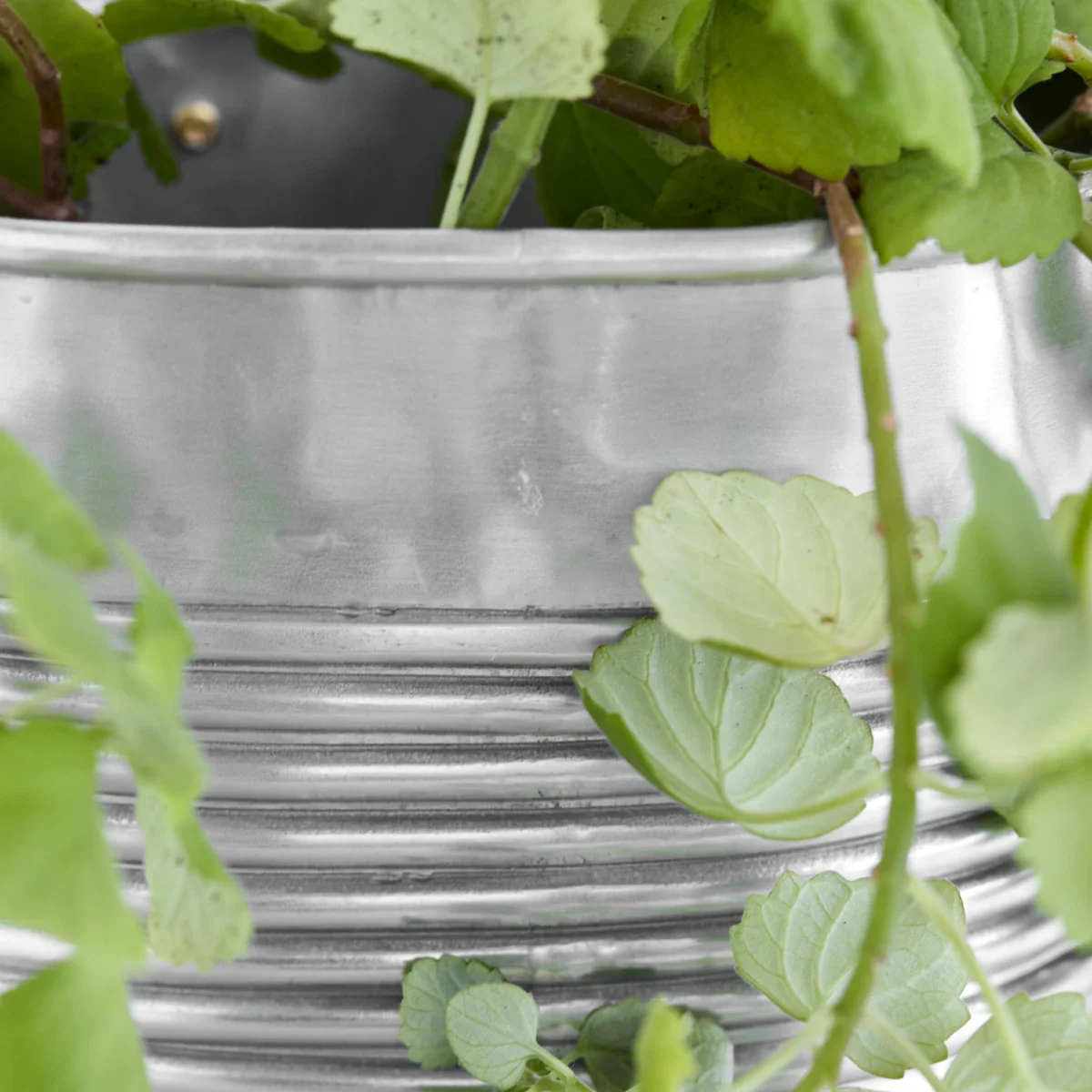 Plante, HDGroove, Antik sølvfinish - Image 3